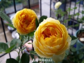 福建露臺(tái)養(yǎng)花全過程