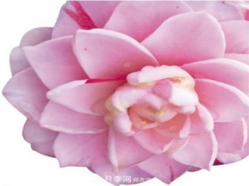 浙江金華婺城區(qū)竹馬鄉(xiāng)茶花產業(yè)綻放“花經濟”