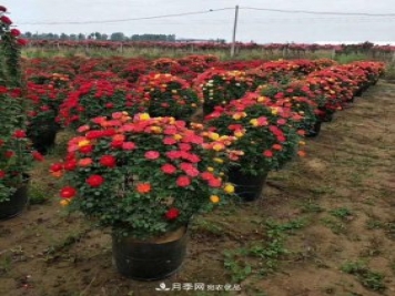 基地直供造型月季花瓶、月季花球、月季花柱批發(fā)價(jià)格