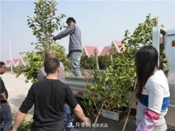 河南鄢陵：花木銷售好于預(yù)期