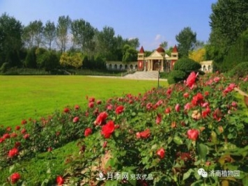 金秋花兒姹紫紅，山東濟(jì)南植物園萬株月季與您“約會(huì)”佳節(jié)