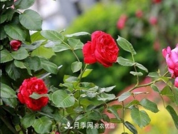 南陽市臥龍區(qū)蒲山鎮(zhèn)：月季特色產(chǎn)業(yè)鋪就群眾增收路