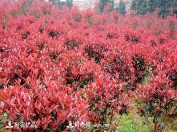 南陽市臥龍區(qū)香樟紅葉石楠苗木種植基地