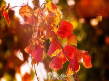 江蘇連云港東海：霜打紅葉 秋滿枝頭