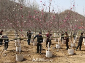 南陽南召：栽下玉蘭搖錢樹 念活苗木致富經(jīng)