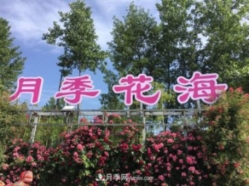 襄陽張建：志做湖北月季花卉領軍人