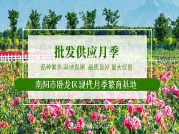 山西品種月季_山西大花月季批發(fā)_山西樹(shù)狀月季批發(fā)