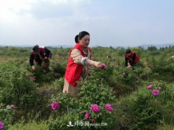 做美花木產(chǎn)業(yè) 浙江長(zhǎng)興這個(gè)鄉(xiāng)村打造美麗經(jīng)濟(jì)