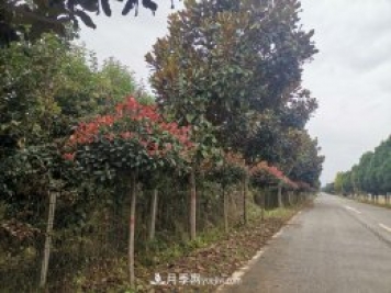  花木城：南陽(yáng)豫西南花木城