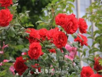 石家莊適合養(yǎng)月季花，市花和市樹是什么