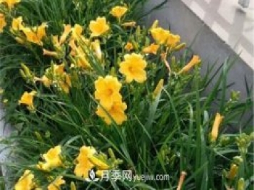 張家口適合養(yǎng)月季花，市花和市樹是什么