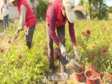 湖北咸寧通城：月季花開 “綻放”百姓幸福生活