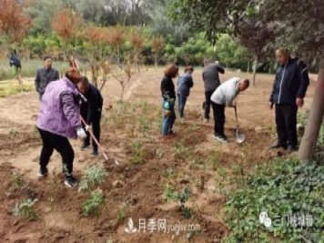 三門峽：栽植9000余株月季 陜州公園月季花海有美景