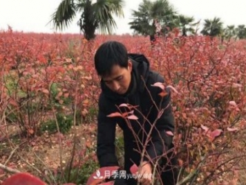 安徽鳳陽：一村一品特色種植業(yè) 種出幸?；? title=