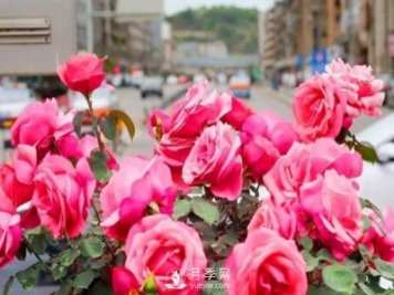 以市花月季為主 打造綿陽(yáng)特色城市景觀