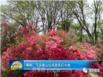 南陽桐柏：萬畝映山紅成游客打卡地