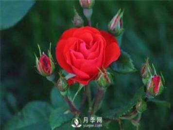 北京紅月季，國(guó)月豐花月季推薦