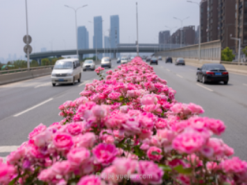 同賞一束花，共沐月季香，看南陽(yáng)月季如何變?yōu)槲錆h“街花”