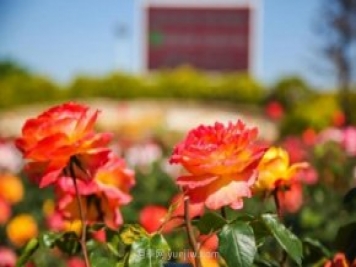 山東煙臺(tái)月季花節(jié)如期而至，美得劃不動(dòng)屏