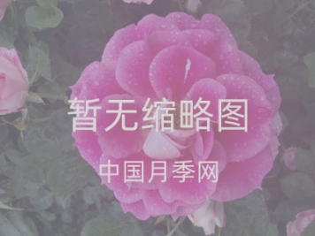 桃花的蟲害防治大全，紅蜘蛛的危害非常嚴(yán)重