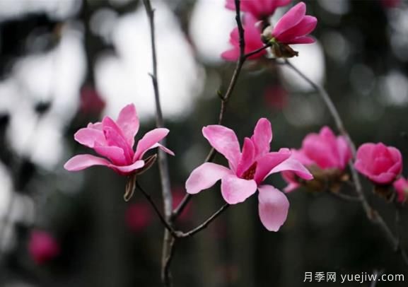 紅花玉蘭的種植、生長習(xí)性及栽培管理技術(shù)(圖1)