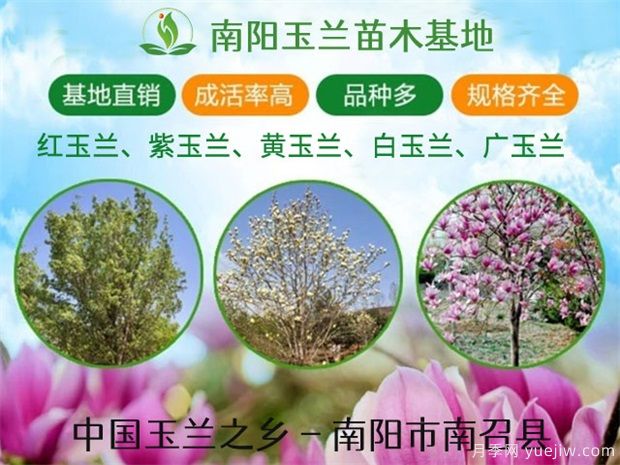 18種常見(jiàn)的先花后葉苗木集錦(圖1)