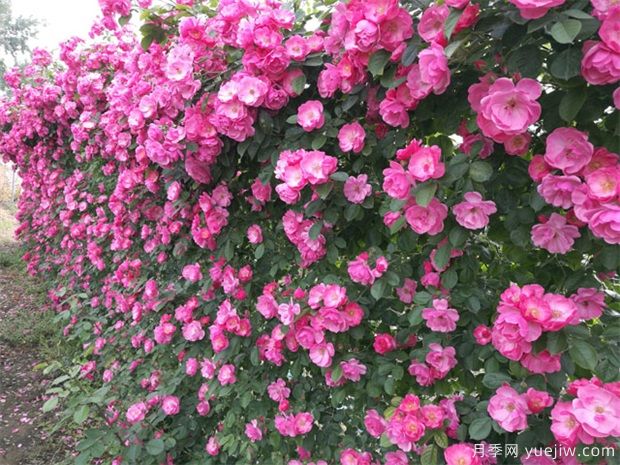 怎樣種植裝飾性藤本月季(圖1)