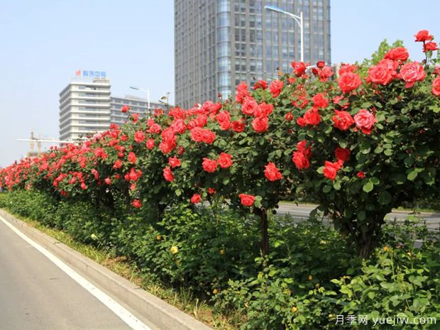 月季樹品種高貴典雅、花型花色多樣(圖1)