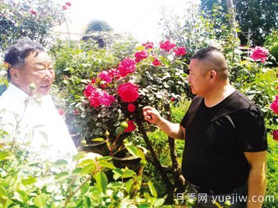 南陽月季大師里的父子兵： 匠心承一脈 蒔花弄草人(圖1)