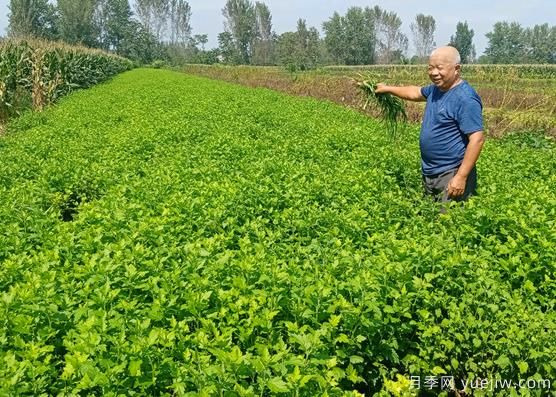 亳州菊花成為致富“軟黃金”(圖1)