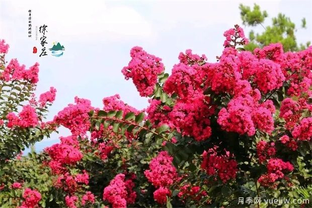 清遠(yuǎn)英德徐家莊生態(tài)旅游景區(qū) 紫薇花開得正艷(圖1)