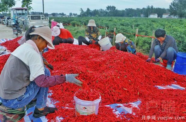 商丘柘城辣椒 辣出紅火好日子(圖1)