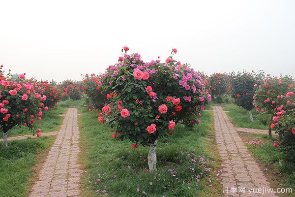 河南暴雨洪災過后的苗木花卉該如何和養(yǎng)護補救(圖1)