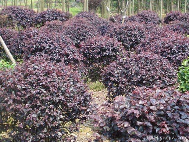 紅花檵木(圖3)