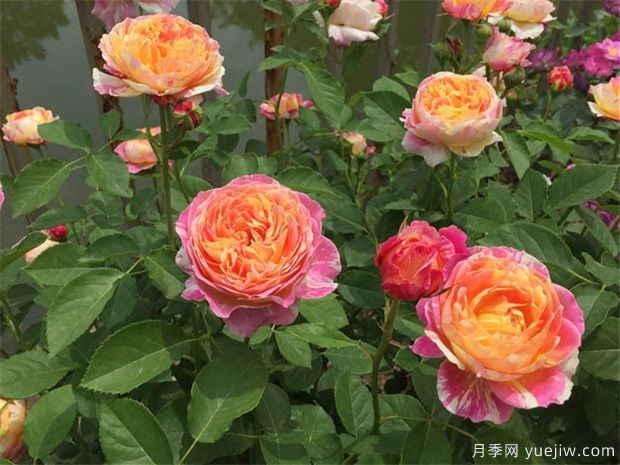 如何區(qū)別月季玫瑰薔薇(圖1)