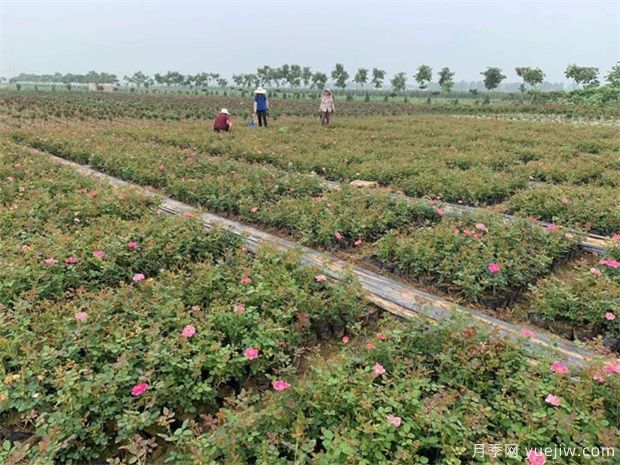 月季苗圃合理使用除草劑有效降低管理成本(圖1)