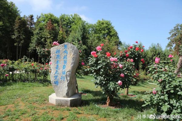 月季與美麗鄉(xiāng)村：保山騰沖老寨子，花在我眼前盛開(kāi)(圖1)