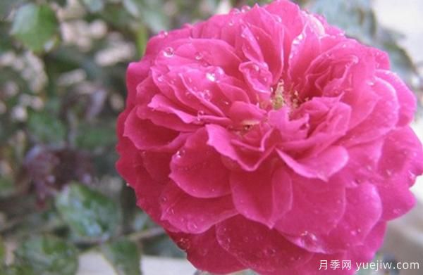 花樣苗木講述，光照對(duì)月季花花期有什么影響呢？(圖1)