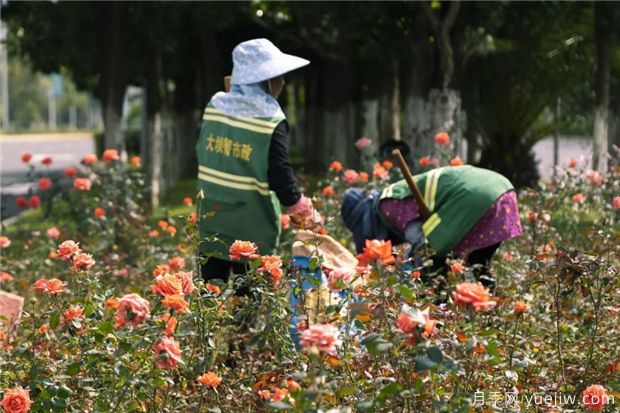 昆明上千株月季俏立呈貢街頭，與您共赴COP15盛會(huì)！(圖2)