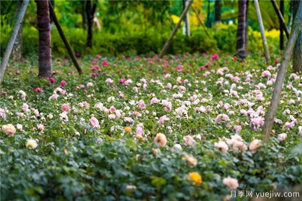 昆明上千株月季俏立呈貢街頭，與您共赴COP15盛會(huì)！(圖4)