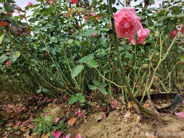 月季花的澆水方法和注意事項(圖1)