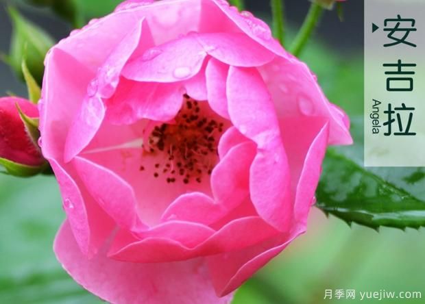 怎樣通過修剪培養(yǎng)月季花筍芽？(圖1)