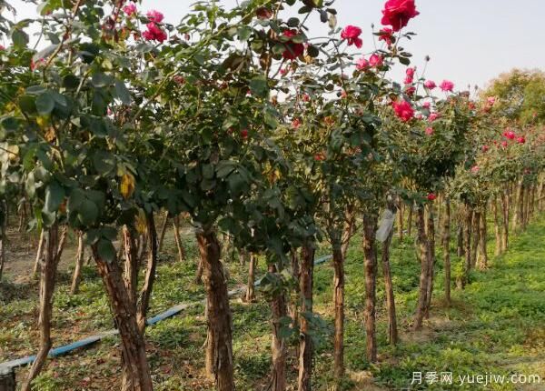 月季花怎樣修剪才干越開越多(圖1)