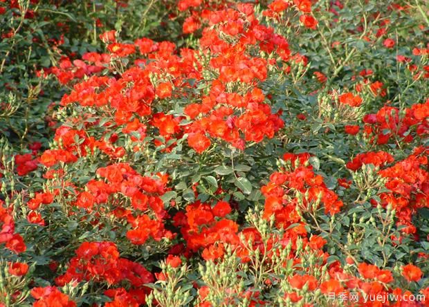 大花月季種植技術介紹(圖1)