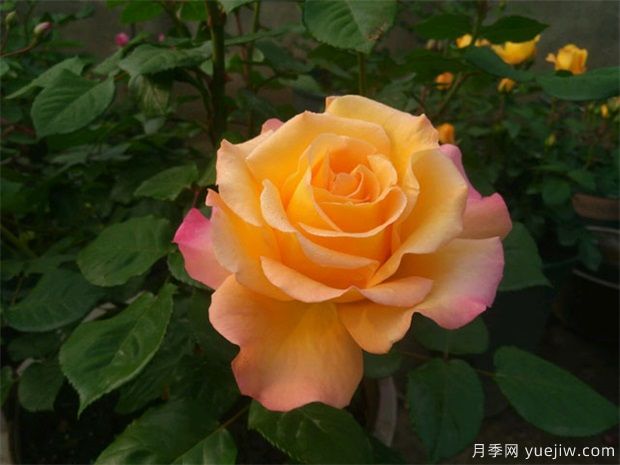 南陽月季花的花期是什么時候？想要開花要滿足哪些條件？(圖1)