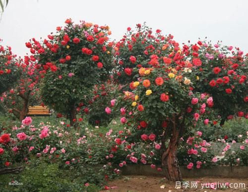 樹(shù)狀月季種植基地特意整理樹(shù)狀月季的栽培管理事項(xiàng)(圖1)