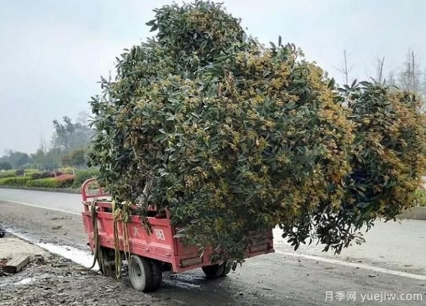 看葉子如何區(qū)分桂花樹的品種？(圖1)