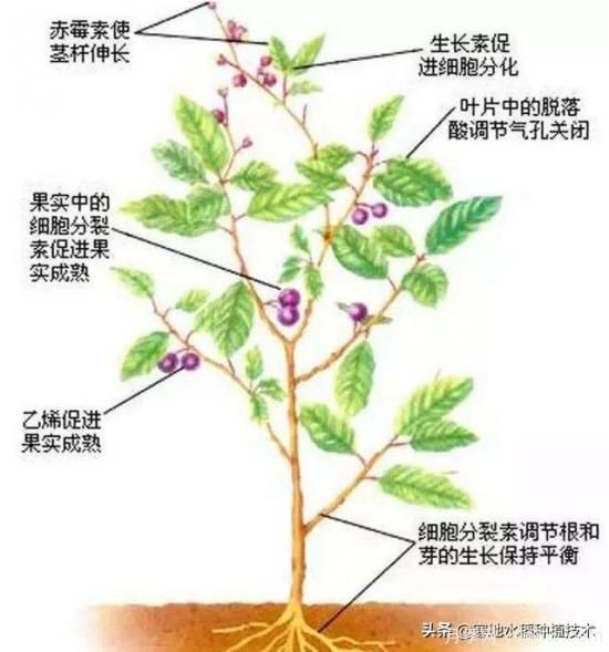 常見的花卉生長調節(jié)劑都有哪些？它們都起什么作用？(圖7)