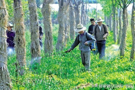 國(guó)外的園林綠化是怎么養(yǎng)護(hù)的？(圖5)