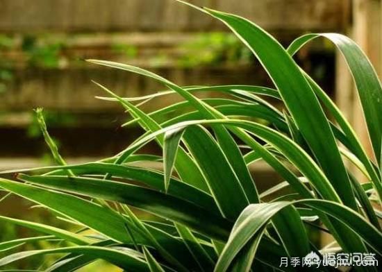 多年生的草本花卉品種的花有什么花？(圖1)